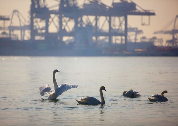 Zwanen op de Maasvlakte